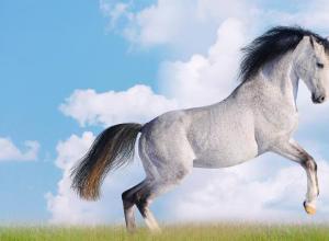 Снится лошадь белая - толкование снов по сонникам Если приснился белый конь